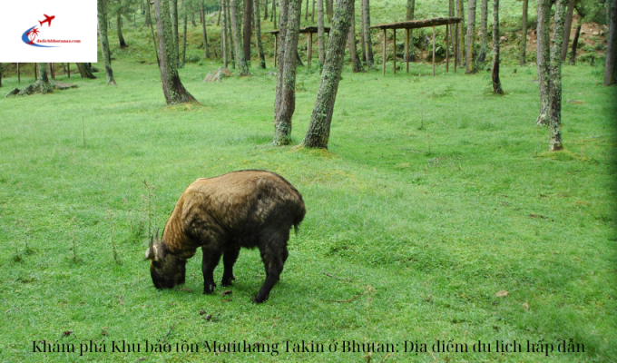 Khám phá Khu bảo tồn Motithang Takin ở Bhutan: Địa điểm du lịch hấp dẫn